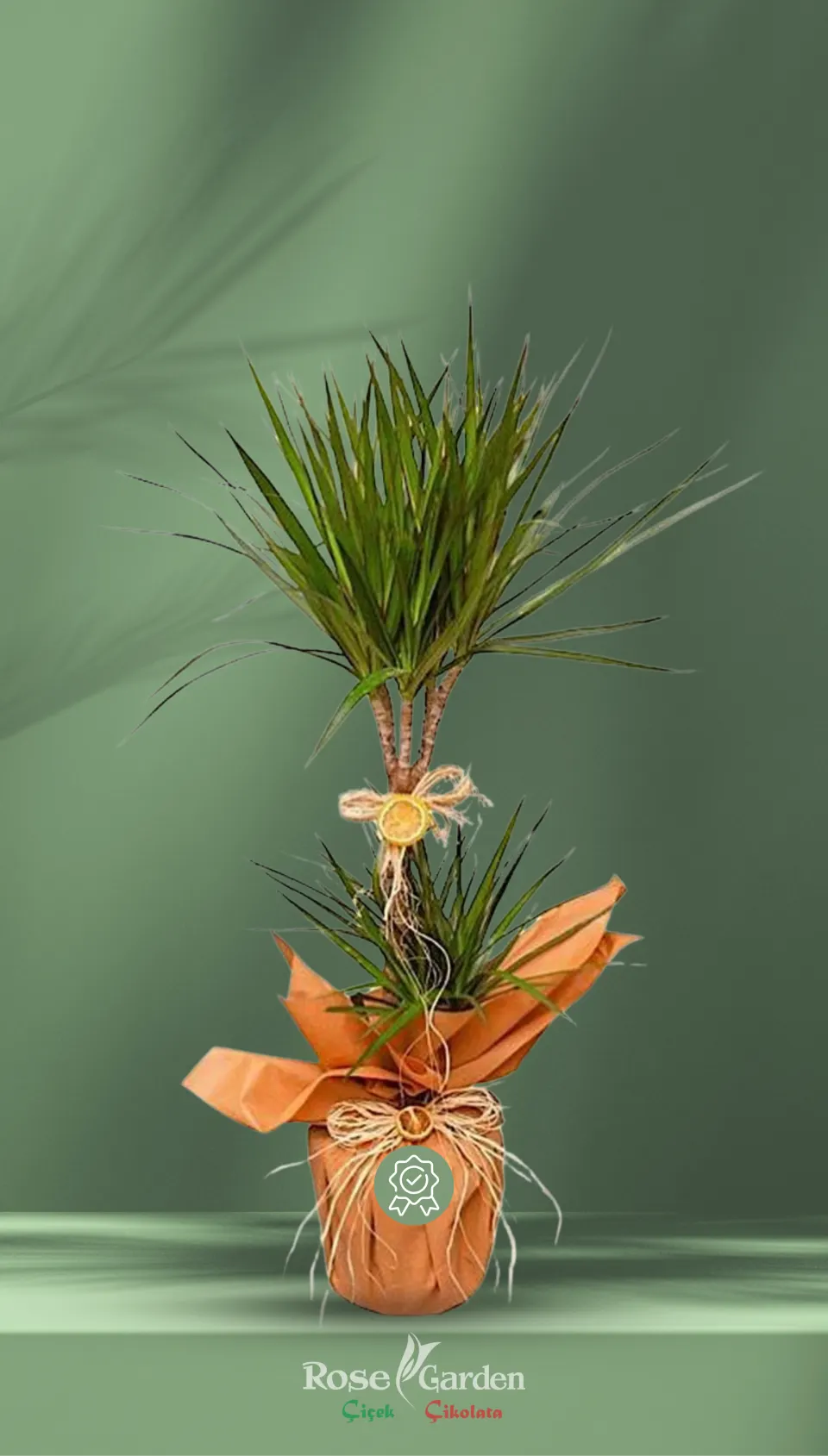2 Gövdeli Dracaena Marginata