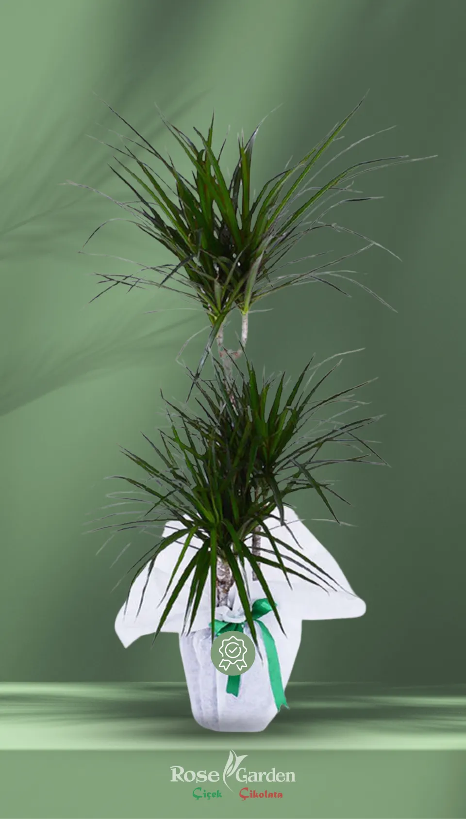 2 Gövdeli Dracaena Marginata (Özel Seçim)