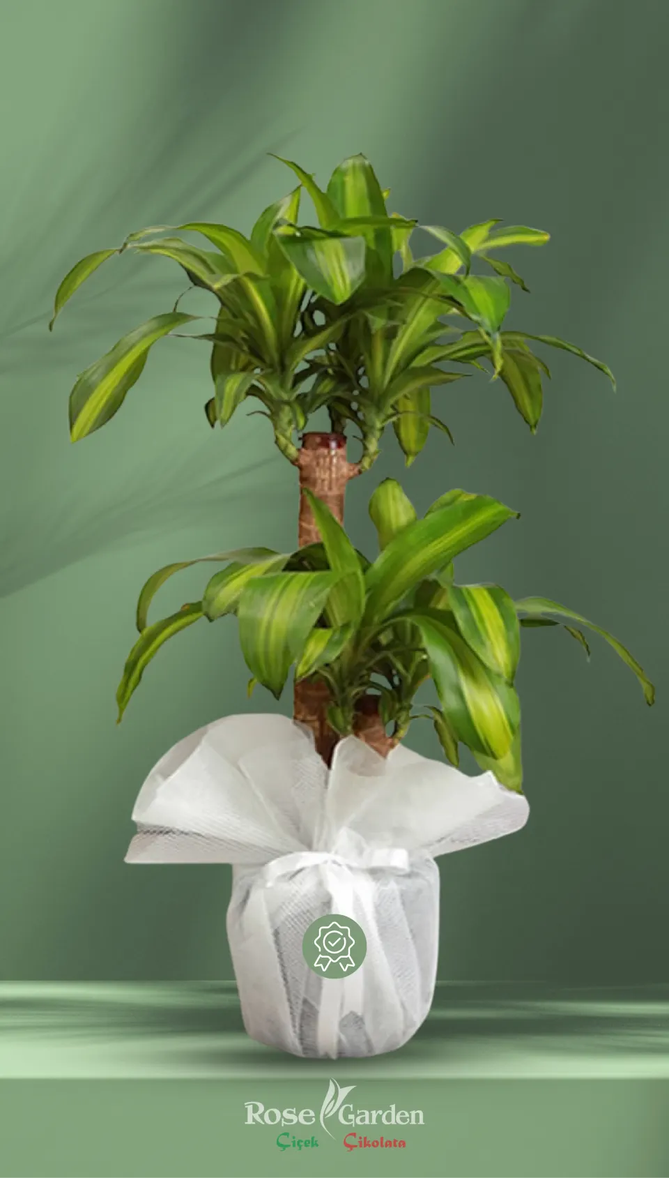 2 Gövdeli Dracaena Massangeana