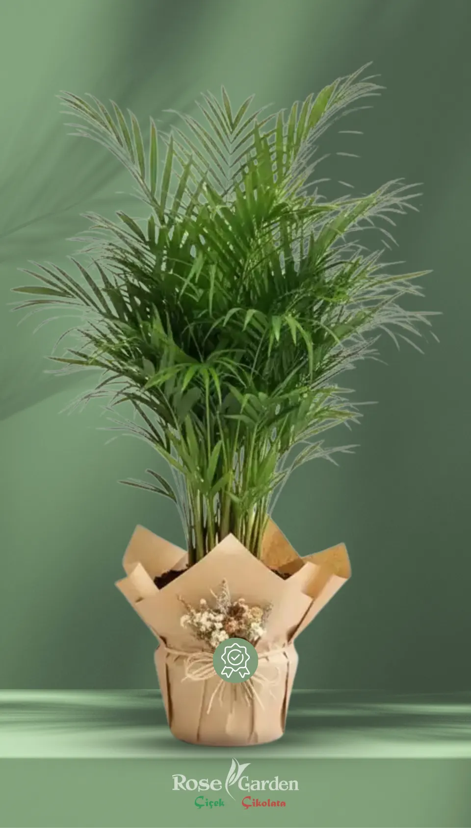 Areca Palm (Merkez)