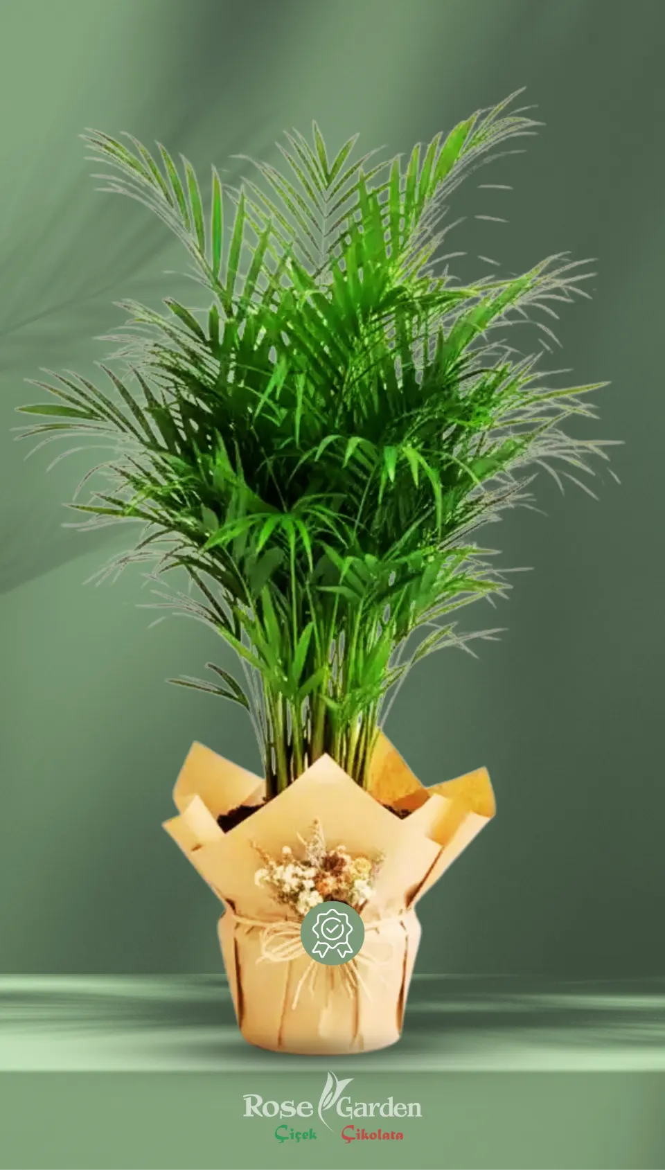 Areca Palm