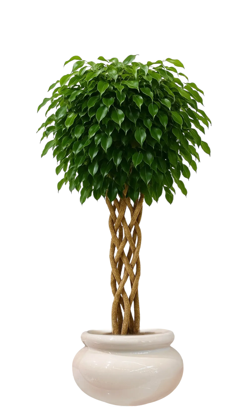 Örgülü Benjamin Ficus (Seramik)