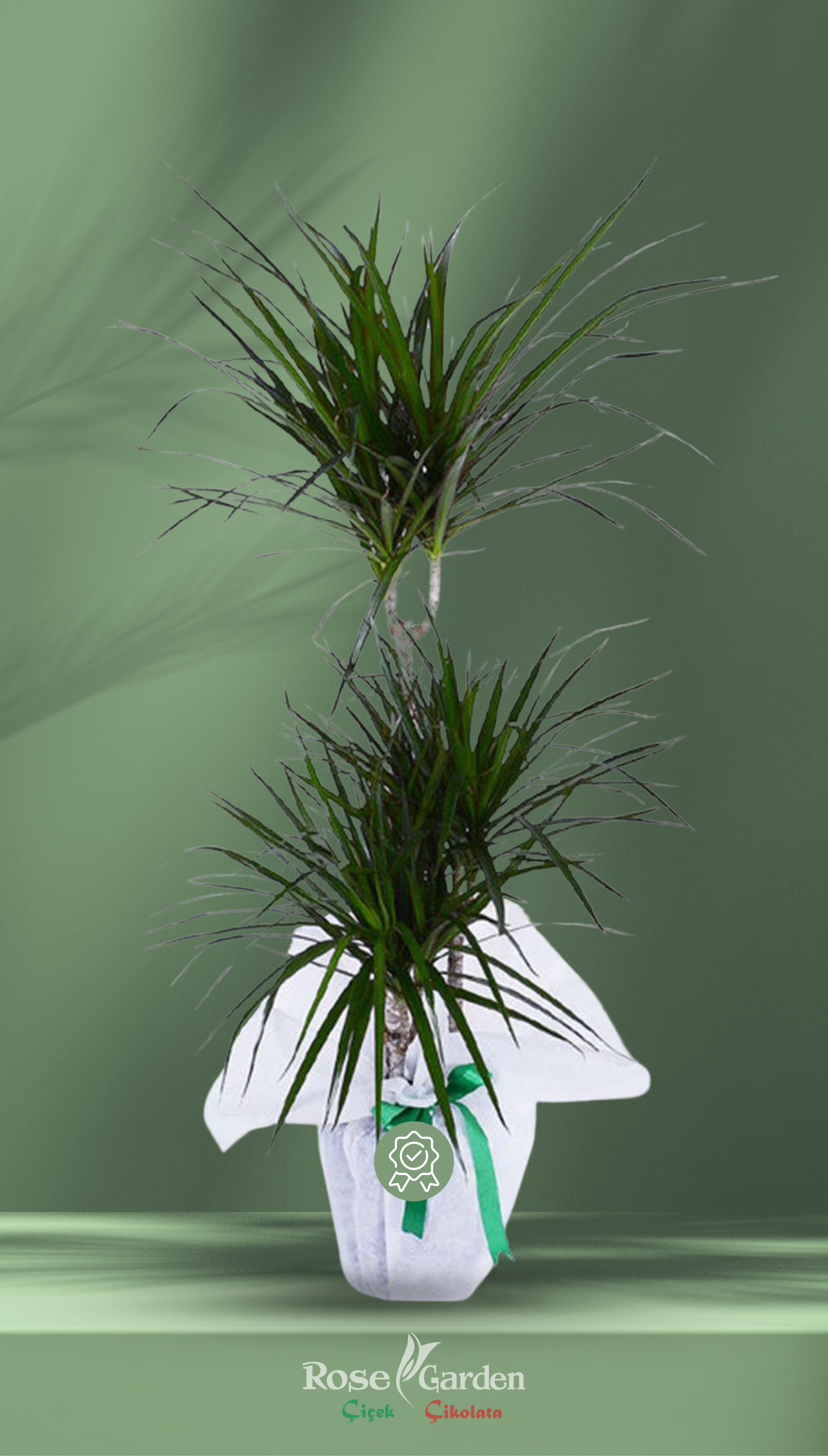 2 Gövdeli Dracaena Marginata (Özel Seçim)
