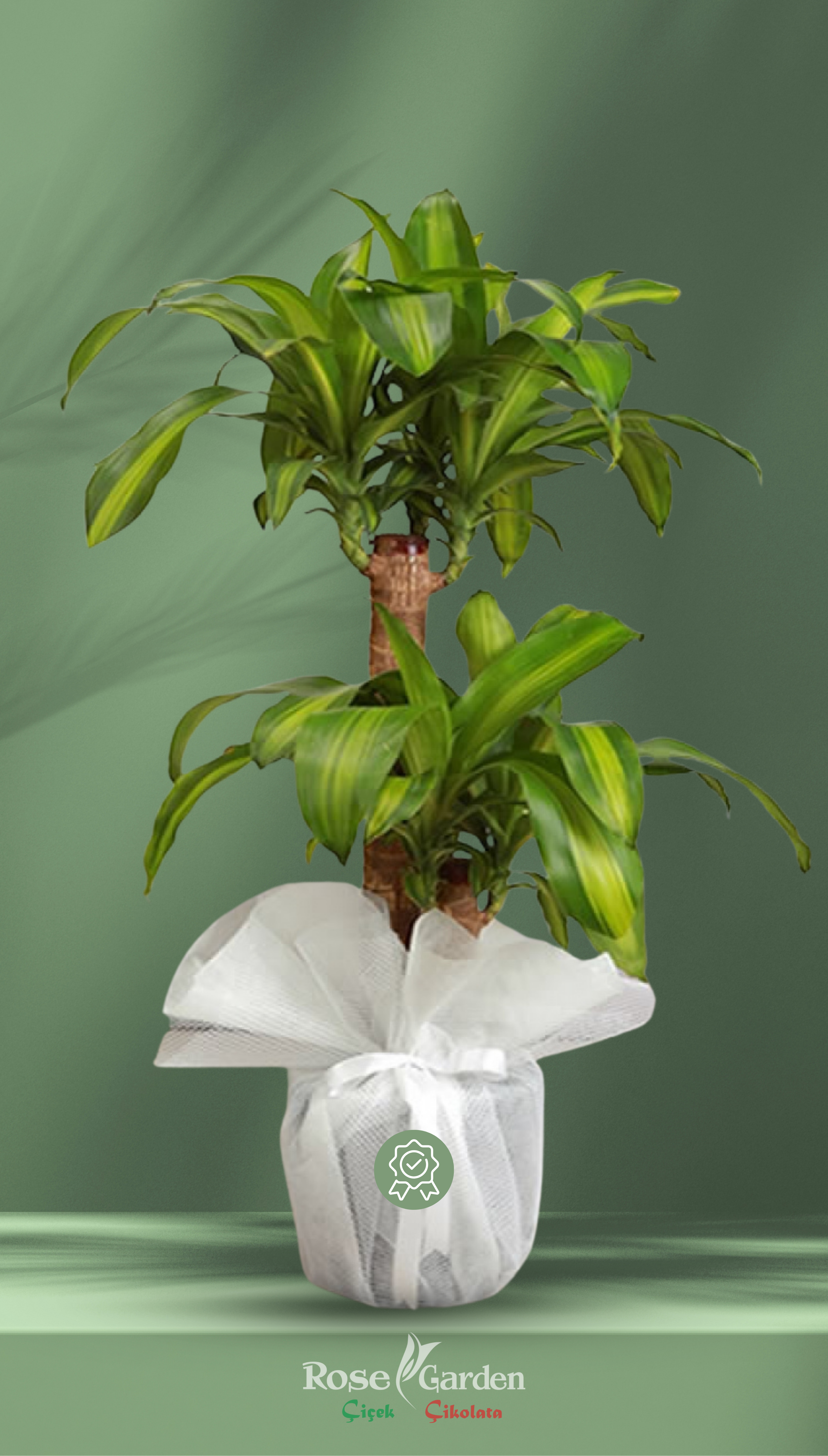 2 Gövdeli Dracaena Massangeana