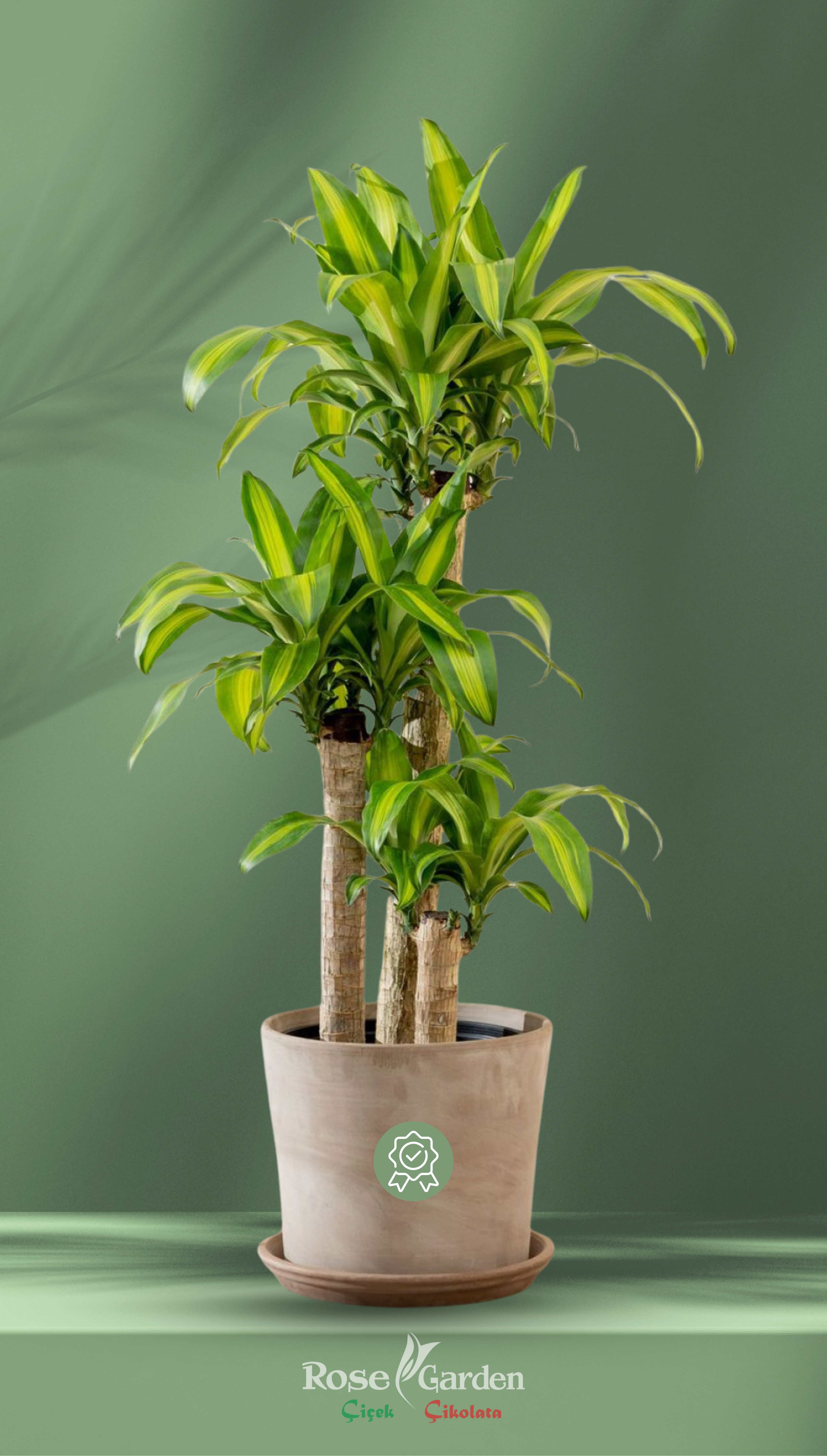 3 Gövdeli Dracaena Massangeana
