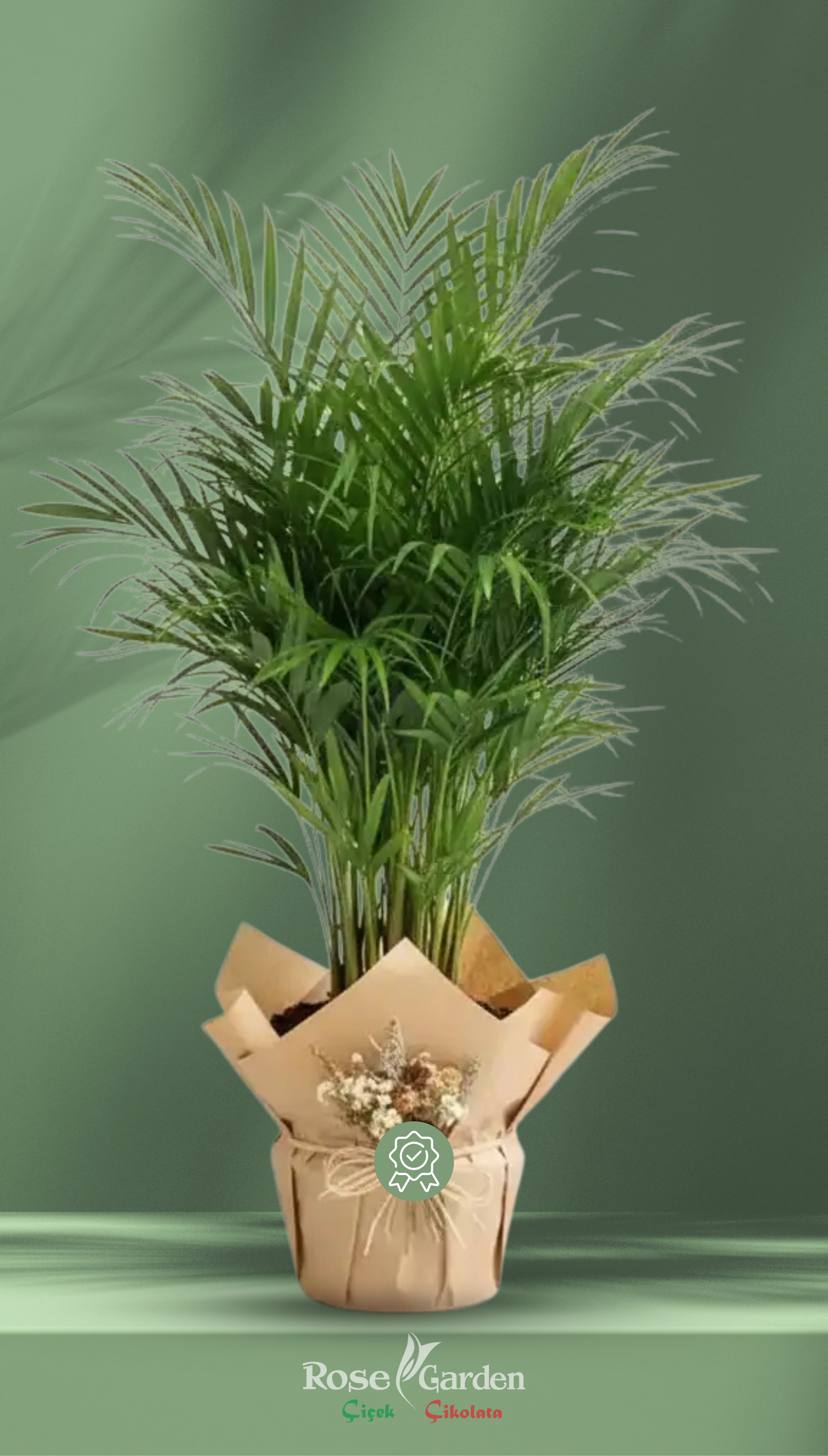 Areca Palm (Merkez)