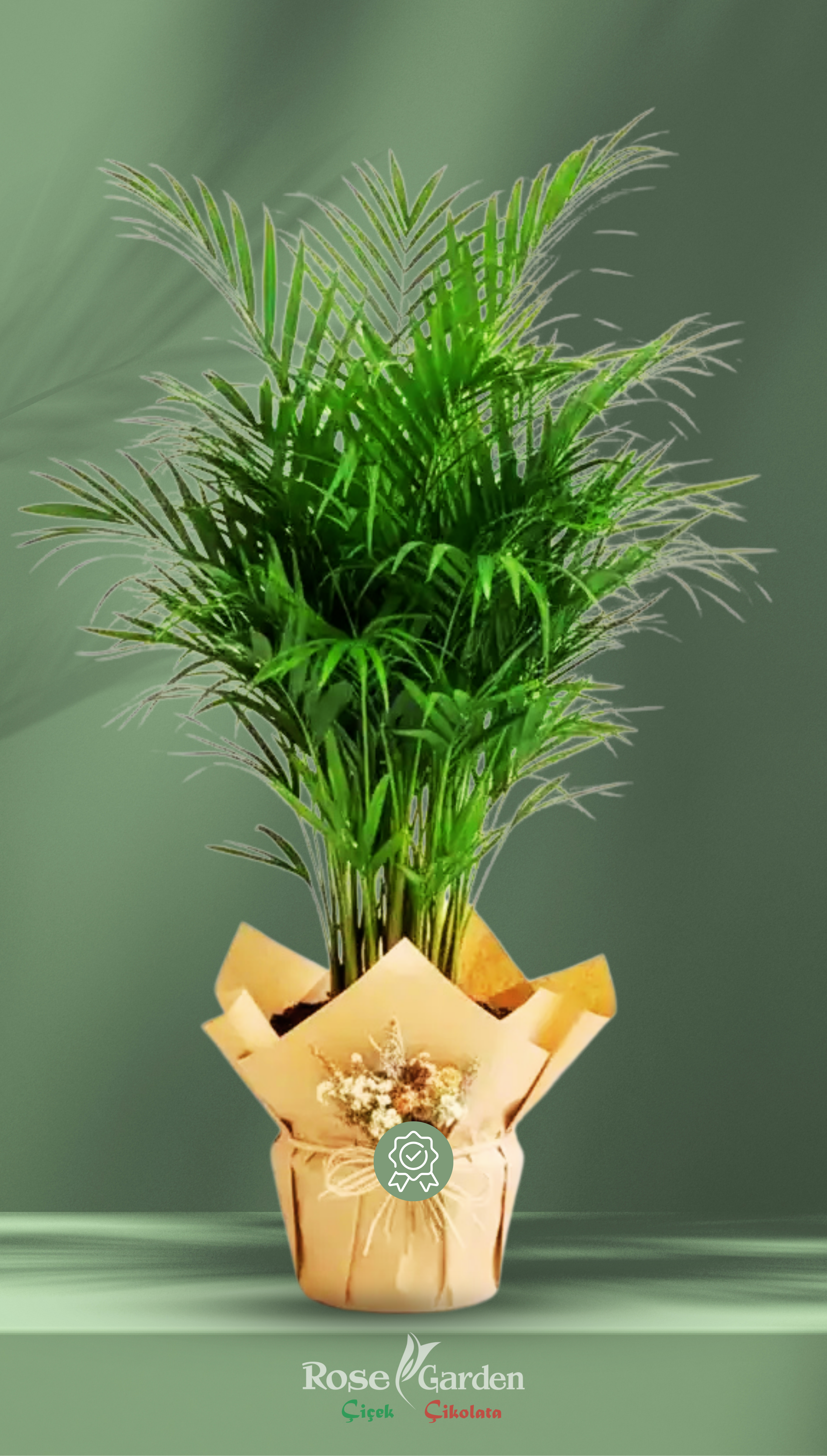 Areca Palm