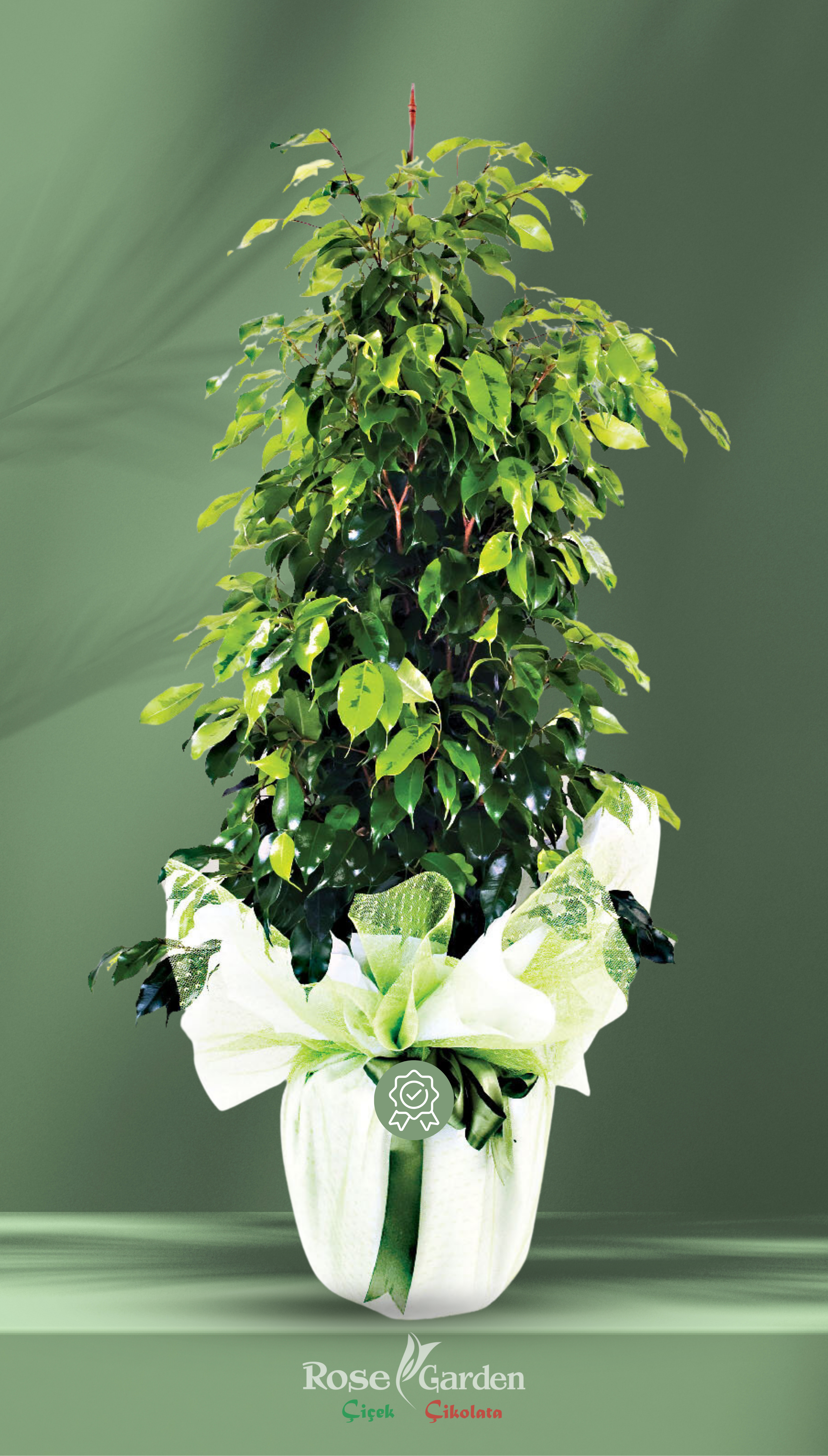 Benjamin Ficus Saksı