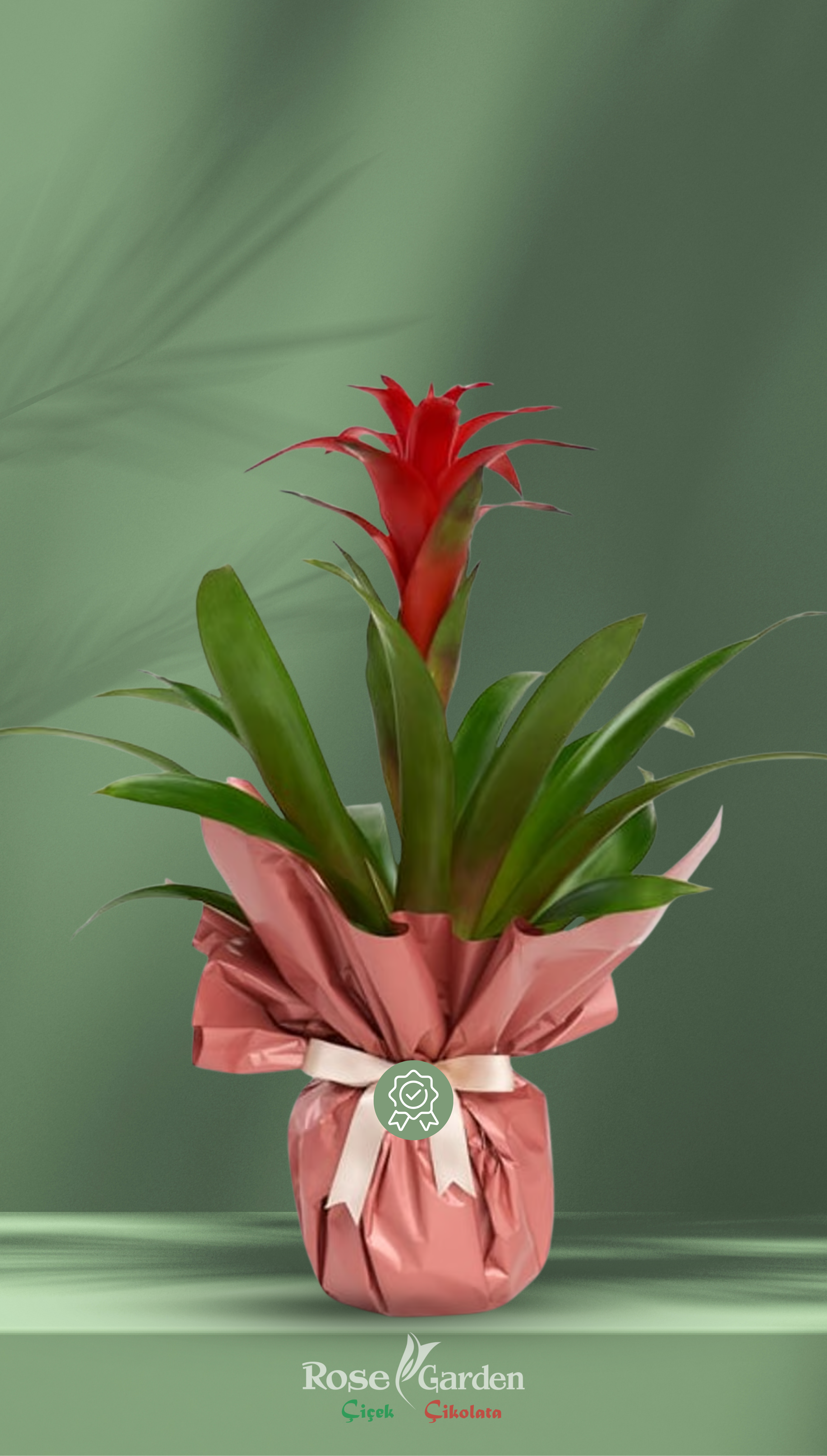 Guzmania Saksı Çiçeği