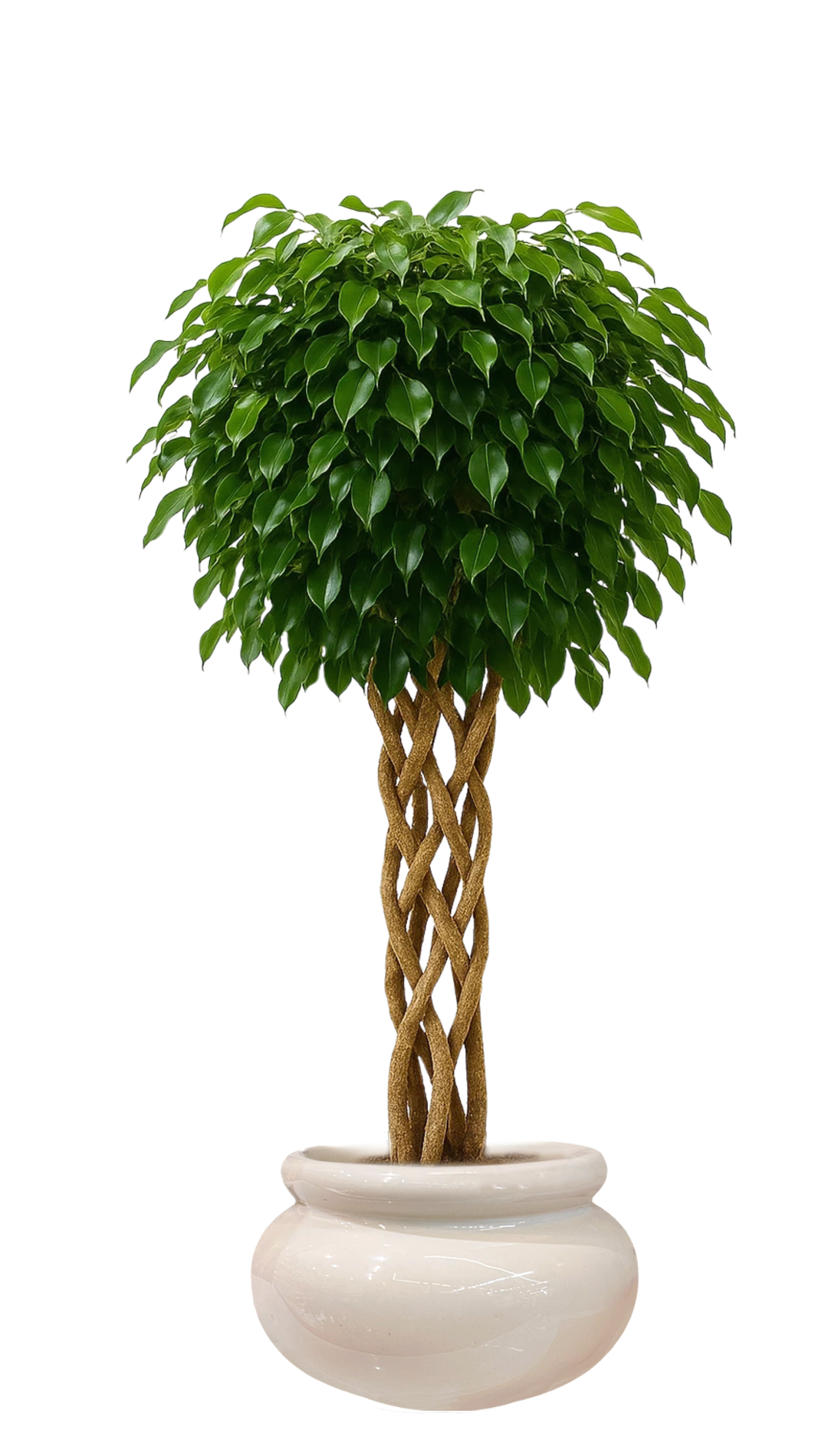 Örgülü Benjamin Ficus (Seramik)